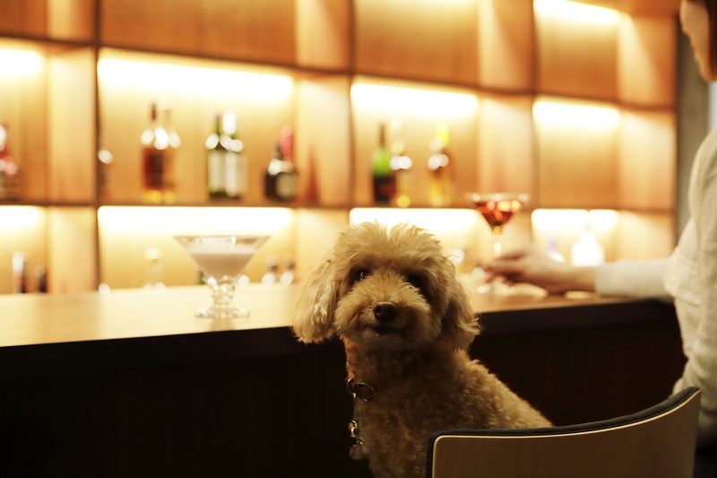 愛犬同伴ホテルはここまで進化！『レジーナリゾート』旧軽井沢に新オープン