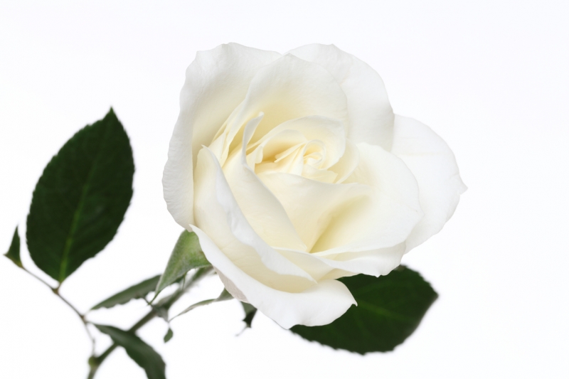 グラミー賞の「白いバラ」は銀座のキャバレーとは関係ない件