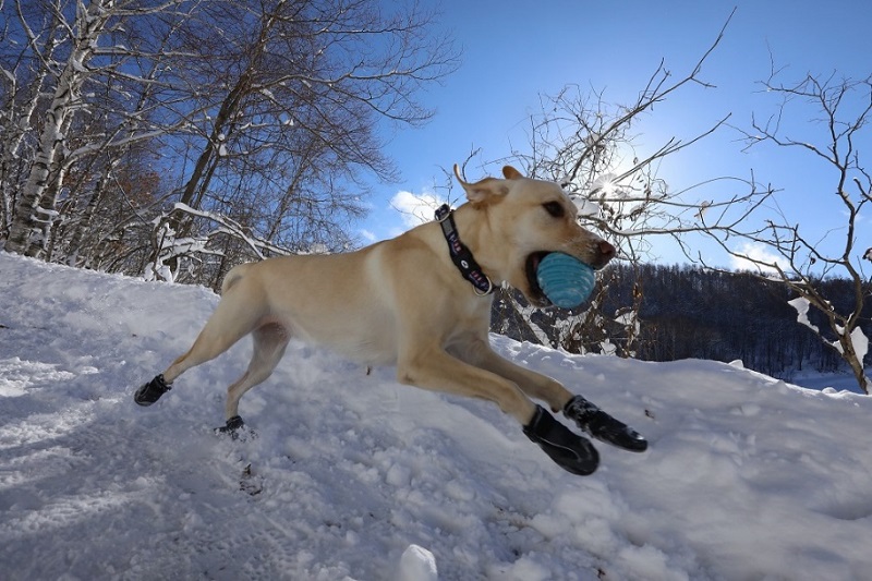 獣医師が教える！冬の犬の足には危険がいっぱい！雪国犬の約4割が足トラブルを経験