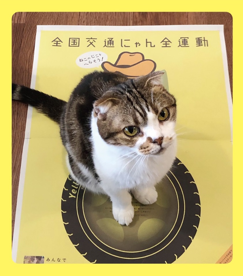 2月22日の猫の日に合わせイエローハットが「全国交通にゃん全運動」を実施！「猫専用フォトスポット」広告も登場！