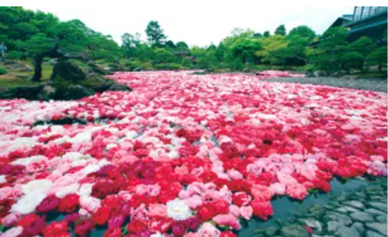 行楽シーズンにオススメ！島根県で「お花づくしのローカル旅」